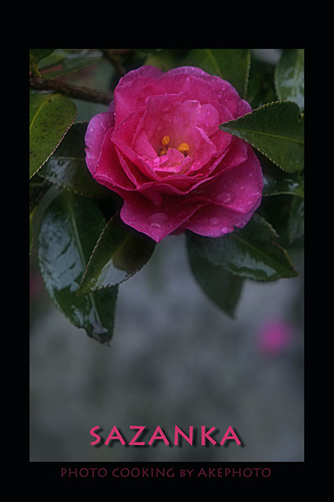 SAZANKA_e0127416_16382591.jpg