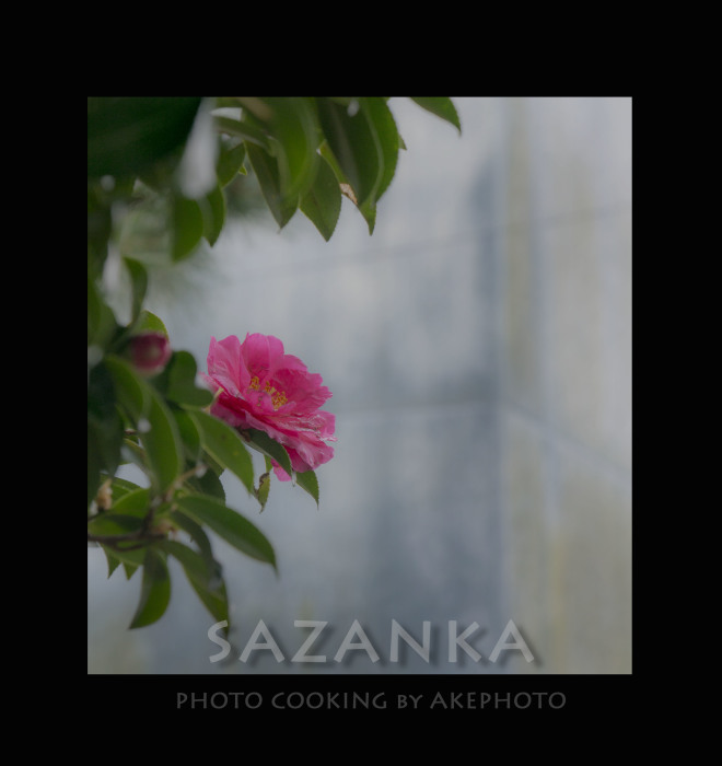 SAZANKA_e0127416_16383775.jpg