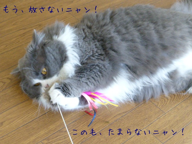 猫　釣り_e0237625_17565431.jpg