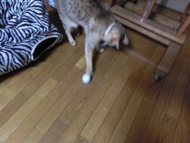 f0009028_2042417.jpg