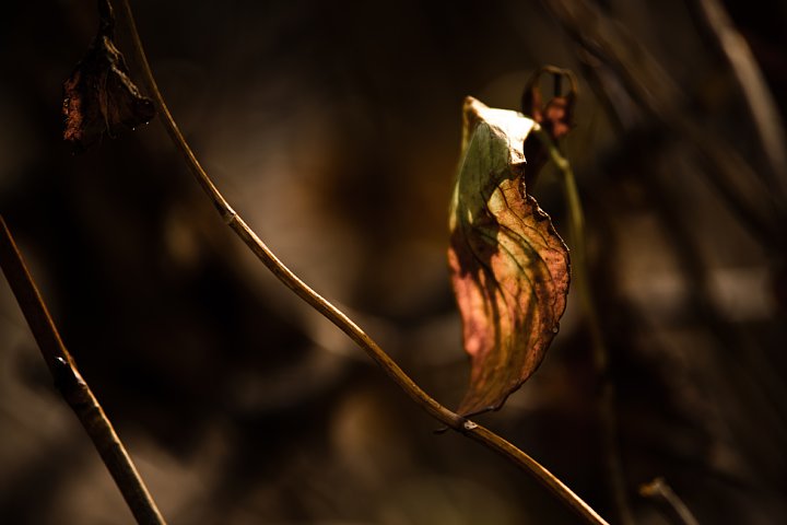 2014年2月18日　真冬の紫陽花_b0134829_10583662.jpg