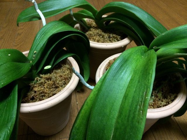 会社の胡蝶蘭の植え替えを引き受けた 胡蝶蘭をもらって日曜園芸