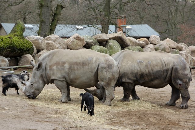 冬の動物園_f0210340_582594.jpg