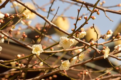 湯島天神　梅まつり_b0296148_22775.jpg