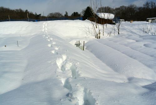 大雪再び_c0063348_20473613.jpg