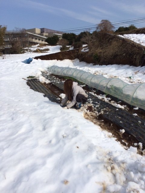 今朝は玉葱の畝を救出・・・1週間前も同じことやっていました・。予報通りで動いたのが敗因です・。_c0222448_16115251.jpg