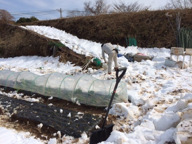 今朝は玉葱の畝を救出・・・1週間前も同じことやっていました・。予報通りで動いたのが敗因です・。_c0222448_16121198.jpg