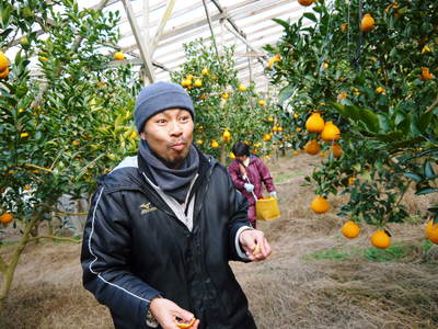 デコポン(肥後ポン) 樹上完熟デコポン「ひのゆたか」 採りたて手軽なむき方で味わいました_a0254656_1749142.jpg