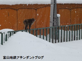 宇奈月温泉駅で、遭遇したのは・・・_a0243562_1111873.jpg