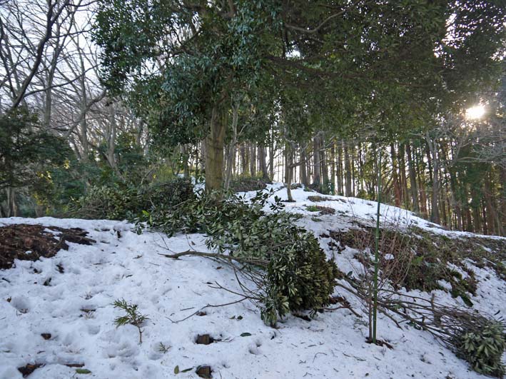 常緑樹の枝落下、スギが中折れ　　“豪雪地帯”六国見山Ⅱ_c0014967_11442884.jpg