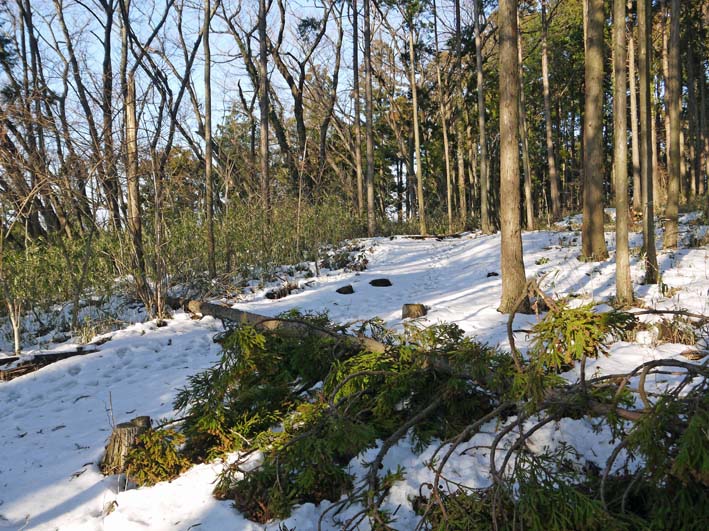 常緑樹の枝落下、スギが中折れ　　“豪雪地帯”六国見山Ⅱ_c0014967_11484157.jpg