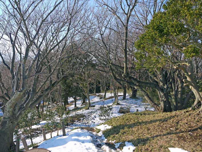 常緑樹の枝落下、スギが中折れ　　“豪雪地帯”六国見山Ⅱ_c0014967_11495189.jpg