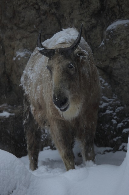 雪の動物園　ゴールデンターキン2_a0188771_23345813.jpg