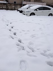 いつまで降るんだ、雪！_b0227175_16104532.jpg