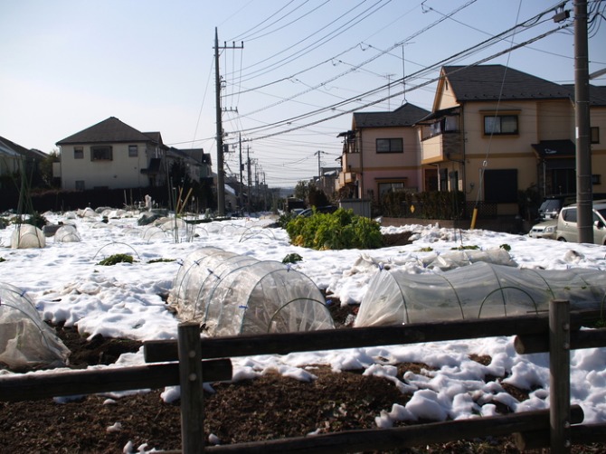 関東に又々大雪　　　　　Leica D summilux/e-300_a0085679_20493548.jpg