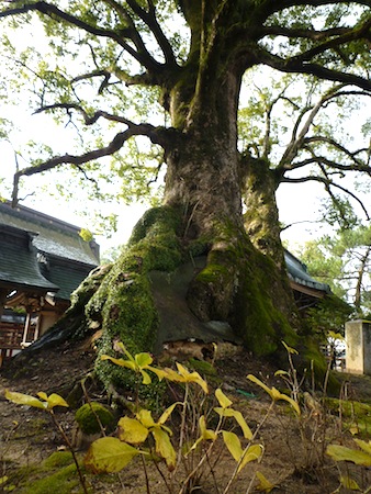 食倒れの旅No.7　太宰府天満宮へ〜♪_e0194987_2012566.jpg