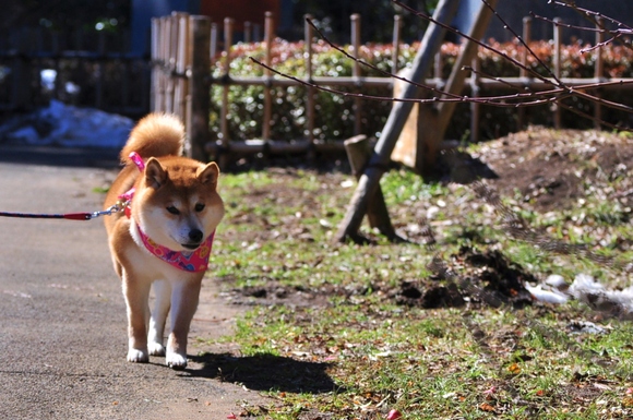 久しぶりの城址公園_a0126590_020021.jpg