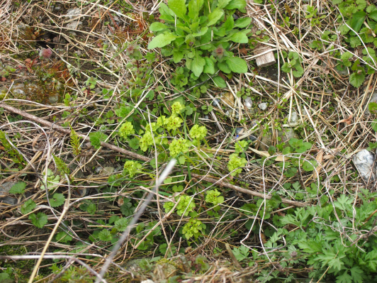 森で野草の天ぷら会_e0263590_18214528.jpg