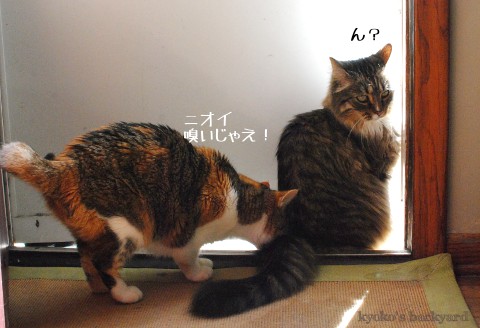 順番待ち、に飽きる猫_b0253205_0304784.jpg