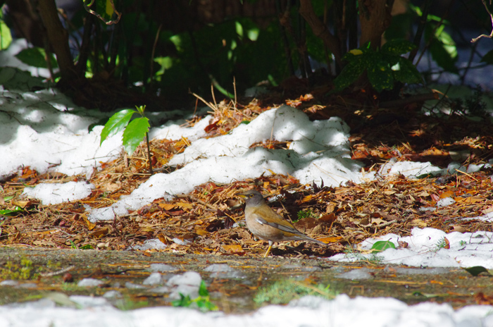 大雪の後の鳥達　３_b0151409_21341228.jpg