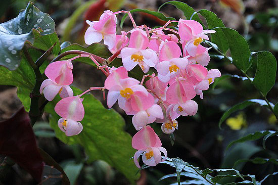 やって来たジョウビタキと、温室の花_e0255509_20414089.jpg