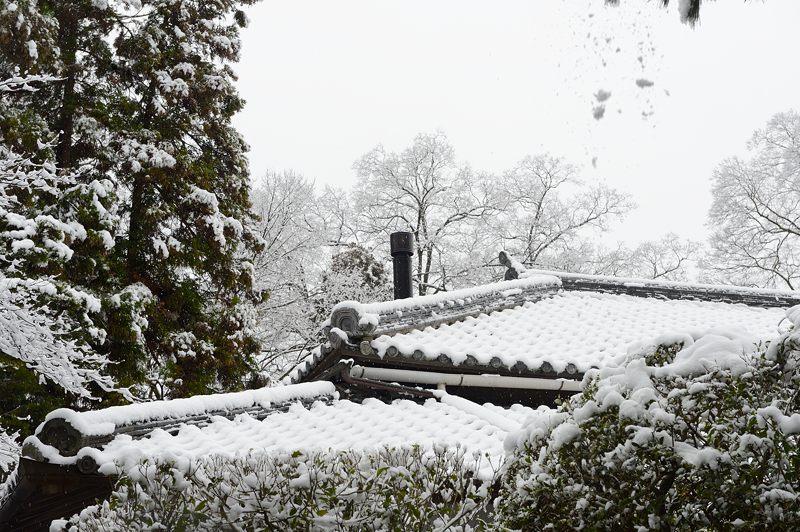 京都の町に雪が積もったぞ～！法然院_f0032011_19365775.jpg