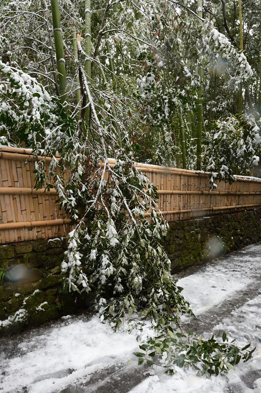 京都の町に雪が積もったぞ～！法然院_f0032011_19382646.jpg