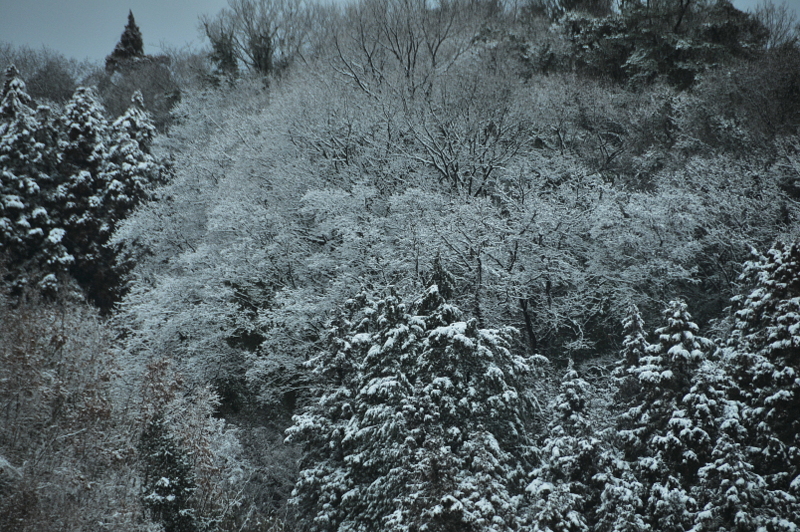 菊間の奥はまたも雪景色_f0184314_1623862.jpg