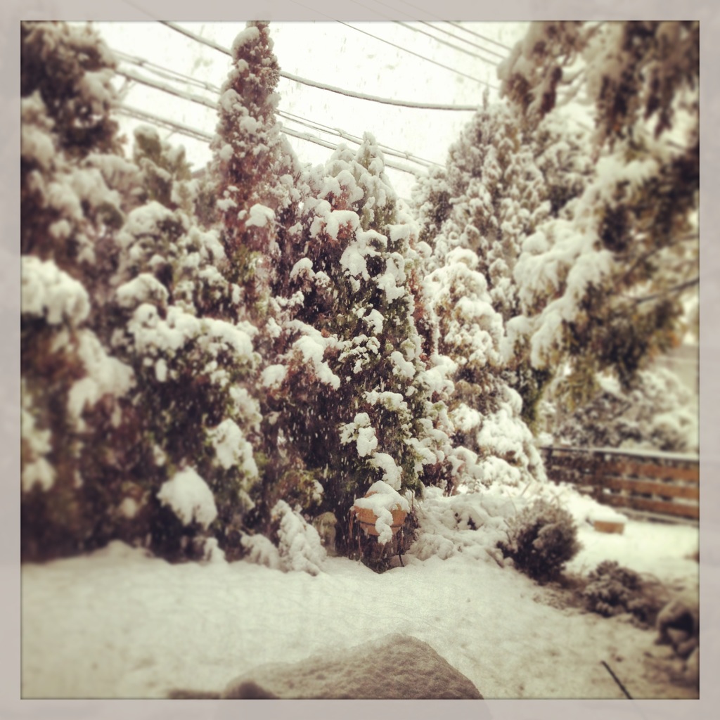 雪の日に☆_b0115615_15295712.jpg