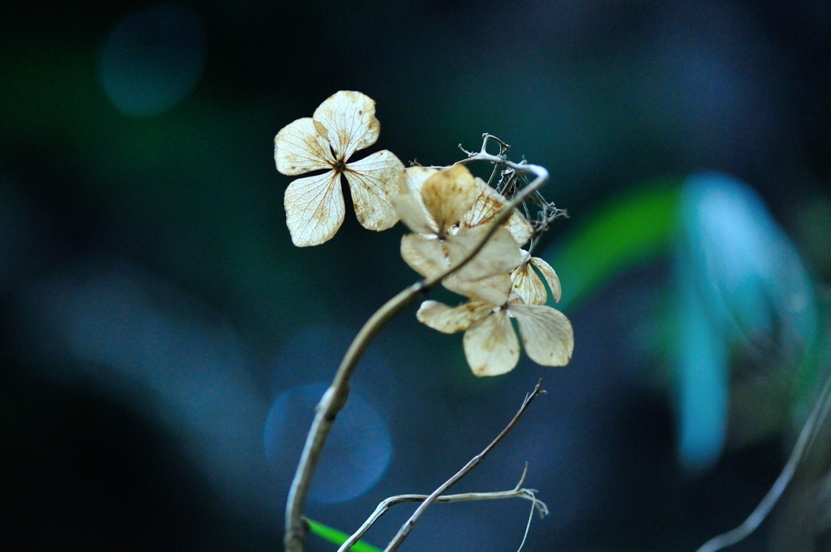 山紫陽花・冬衣装♪_f0224648_11382327.jpg