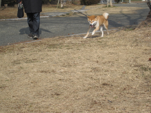 穏やかな　朝ワン歩_f0245650_08101946.jpg