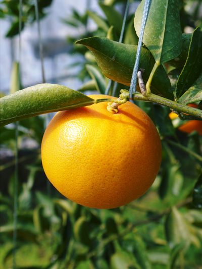 究極の柑橘「せとか」　初収穫！＆「プリンセスせとか」初出荷!!　その１_a0254656_16551565.jpg