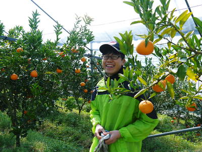 究極の柑橘「せとか」　初収穫！＆「プリンセスせとか」初出荷!!　その１_a0254656_17251647.jpg