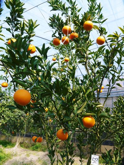 究極の柑橘「せとか」　初収穫！＆「プリンセスせとか」初出荷!!　その１_a0254656_176191.jpg