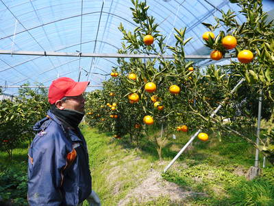 究極の柑橘「せとか」　初収穫！＆「プリンセスせとか」初出荷!!　その１_a0254656_1804840.jpg