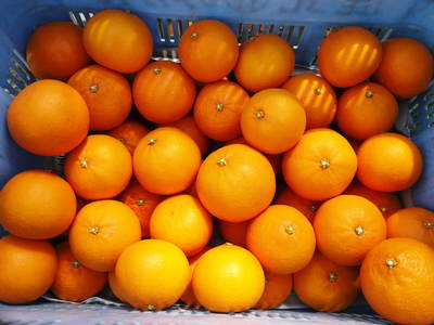 究極の柑橘「せとか」　初収穫！＆「プリンセスせとか」初出荷!!　その１_a0254656_18103368.jpg