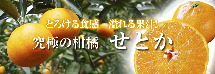 究極の柑橘「せとか」　初収穫！＆「プリンセスせとか」初出荷!!　その１_a0254656_18313657.jpg
