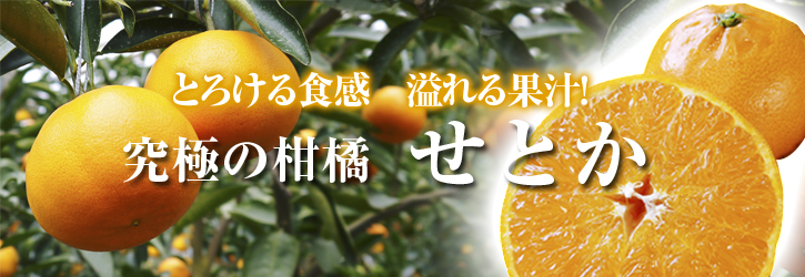 究極の柑橘「せとか」 初収穫!&「プリンセスせとか」初出荷!! その1_a0254656_18313657.jpg
