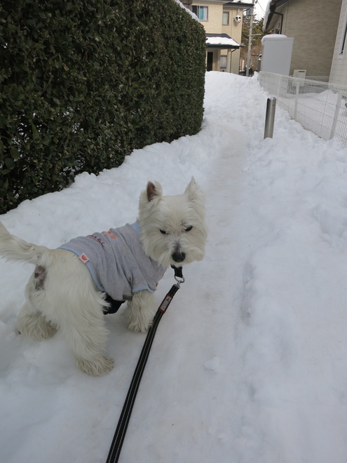 雪かきの跡_c0260460_16122282.jpg