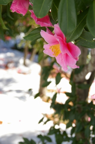 e0045768_2244464.jpg