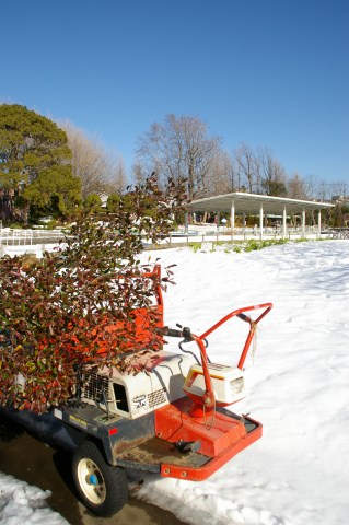 大船フラワーセンター、1/3_e0045768_22461648.jpg