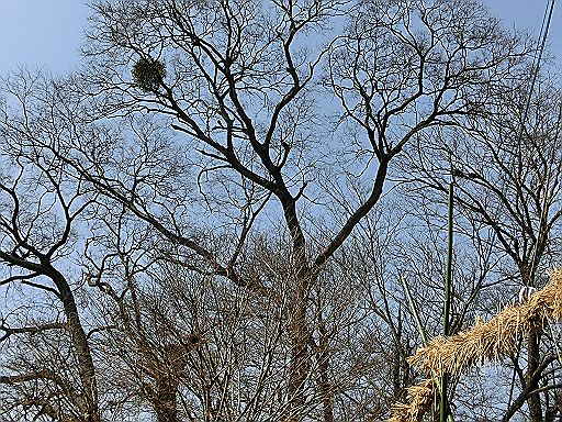 桜井市大西、江包の「御綱(ｵﾂﾅ)」とは。_d0170871_12313252.jpg