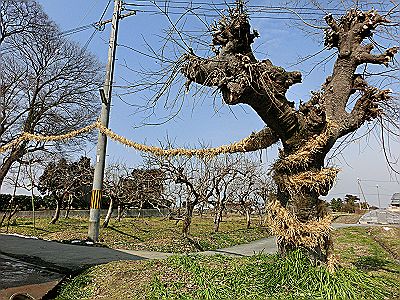 桜井市大西、江包の「御綱(ｵﾂﾅ)」とは。_d0170871_12393179.jpg