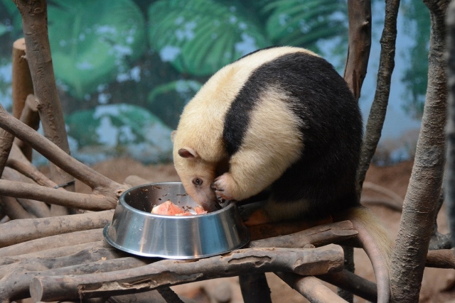 ２０１４年２月　のいち動物園　その４ ミナミコアリクイとビントロング_a0052986_23151340.jpg