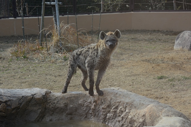 ２０１４年２月　のいち動物園　その４ ミナミコアリクイとビントロング_a0052986_2332756.jpg