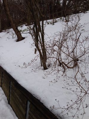 雪、雪の南河内でした。_a0233896_2333361.jpg