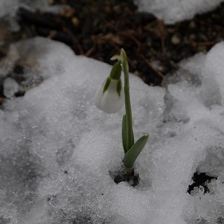 雪、雪の南河内でした。_a0233896_23432318.jpg
