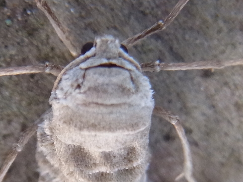 埼玉中部　　　　　　   ウスバフユシャク雌2014/02/16③_d0251807_1816387.jpg