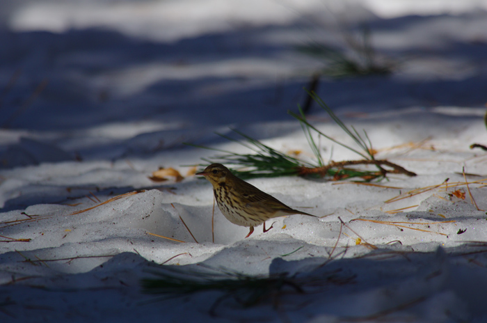 大雪の後の鳥達 4_b0151409_20495474.jpg