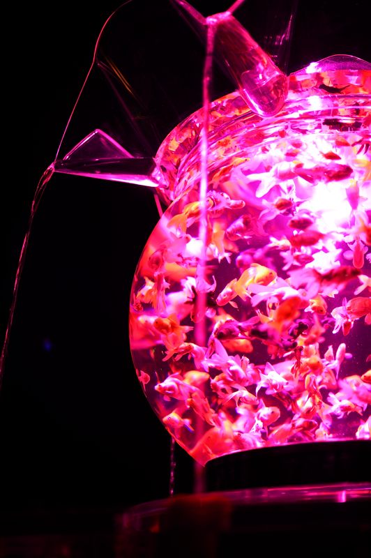 アートアクアリウム展 ~大阪・金魚の艶~ 其の四_f0032011_19352190.jpg